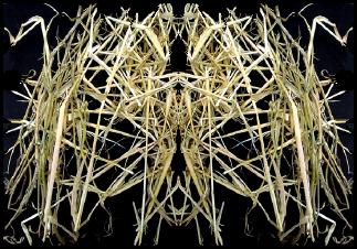 J&ouml;rg Miszewski - Druckgrafik-Edition /  Die Trauer der Idioten