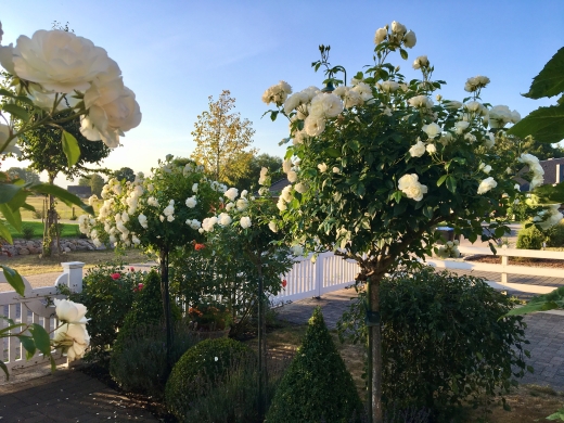 Jörg Miszewski - Digitales Bild