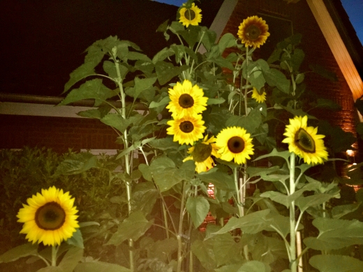 Jörg Miszewski - Digitales Bild